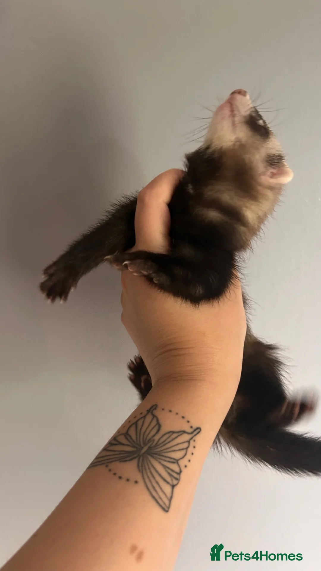 Ferret rodents for sale: Ferret kits for sale - Advert 2