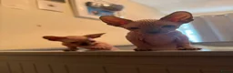 Sphynx cats for sale: Canadian sphynx kittens looking for home - Advert 27