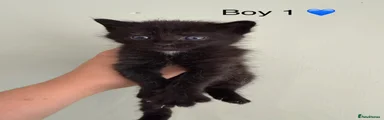 Maine Coon 2