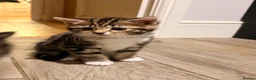 Bengal cats for sale: 2 Bengal mix boy kittens for sale  - Advert 4