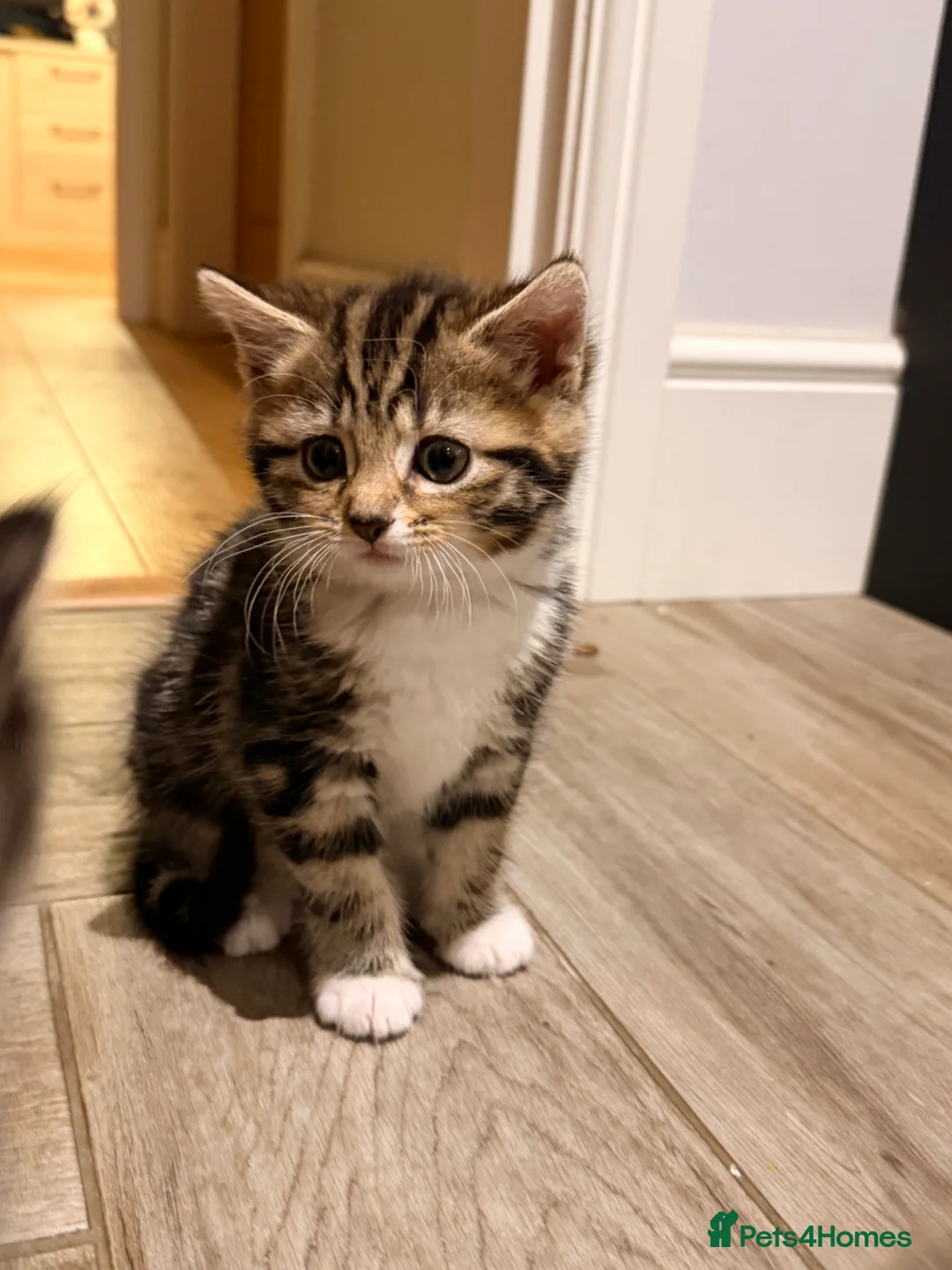 Bengal cats for sale: Bengal mix boy kitten READY NOW - Advert 8