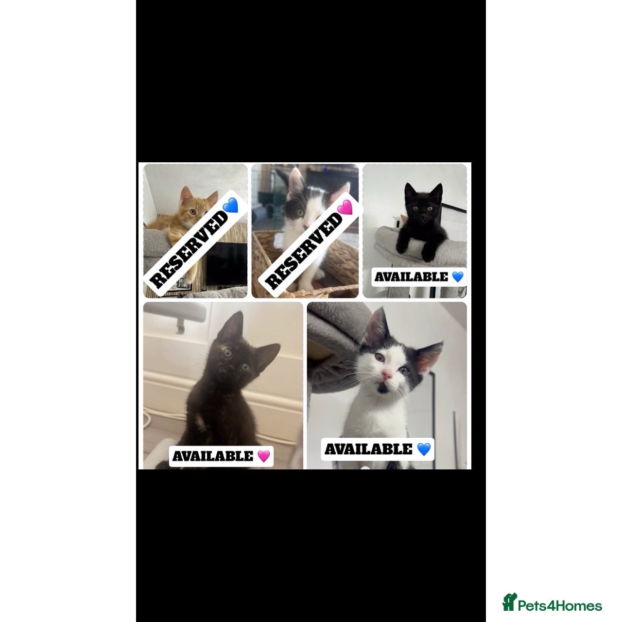 Domestic Shorthair cats 3 kittens left looking for their forever home 🩷💙 - Advert 11