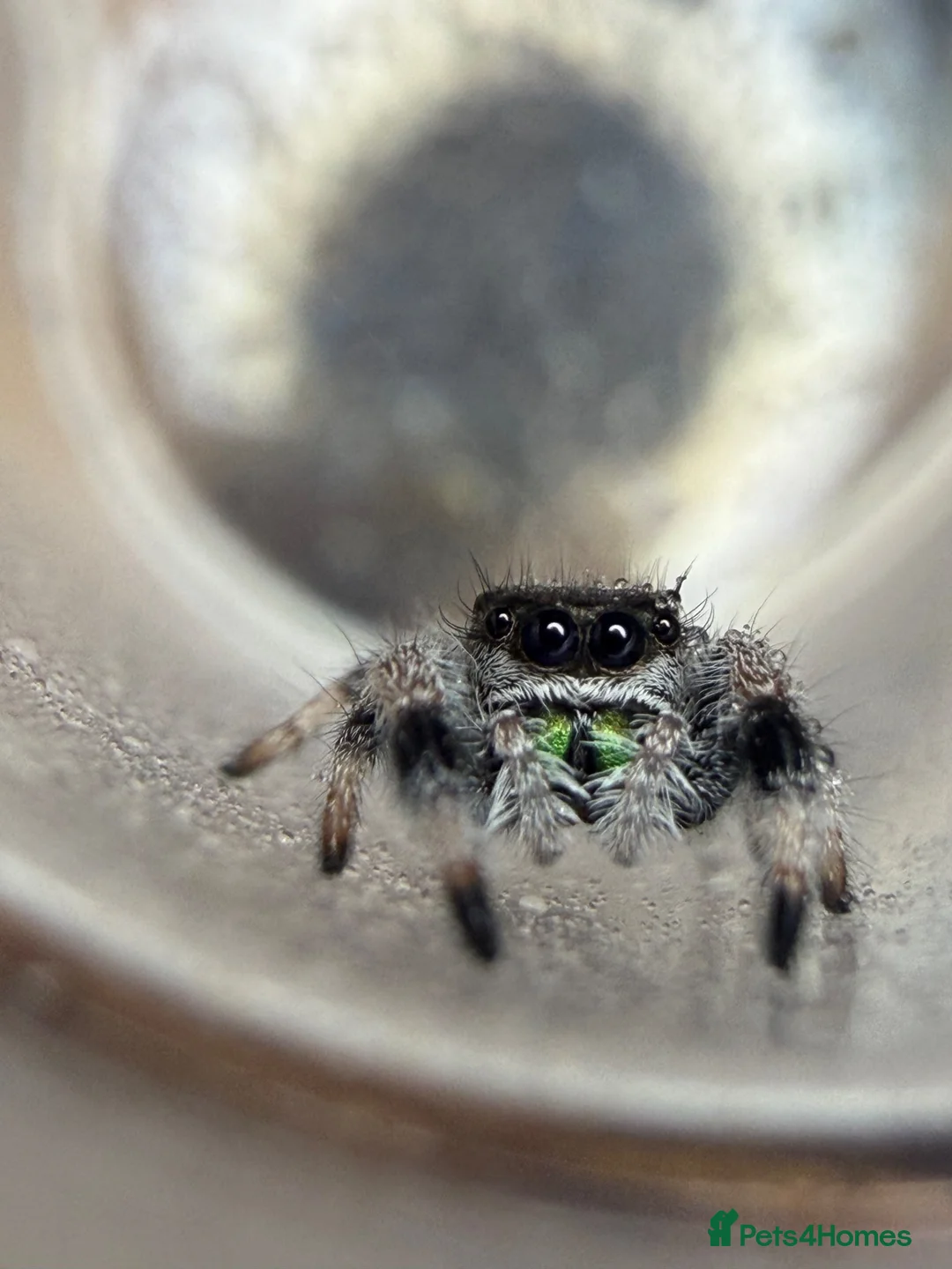 Spiders invertebrates for sale: Apalachicola Jumping spiders i6  - Advert 1