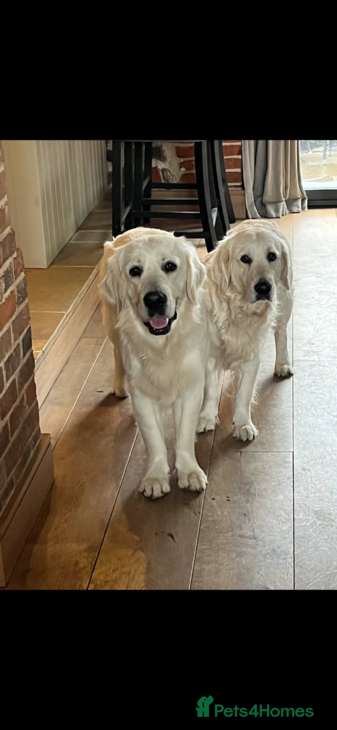 Golden Retriever dogs for sale: Stunning Cream Golden Retriever Puppies - Advert 2