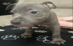 Staffordshire Bull Terrier dogs for sale: 2 Chunky staffy pups left !!! - Image 29