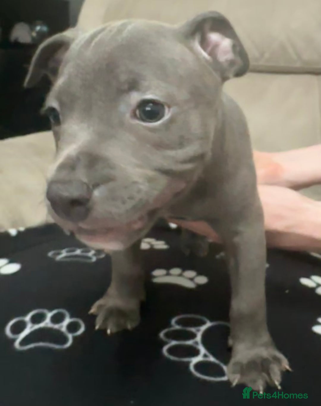 Staffordshire Bull Terrier dogs for sale: 2 Chunky staffy pups left !!! - Image 29