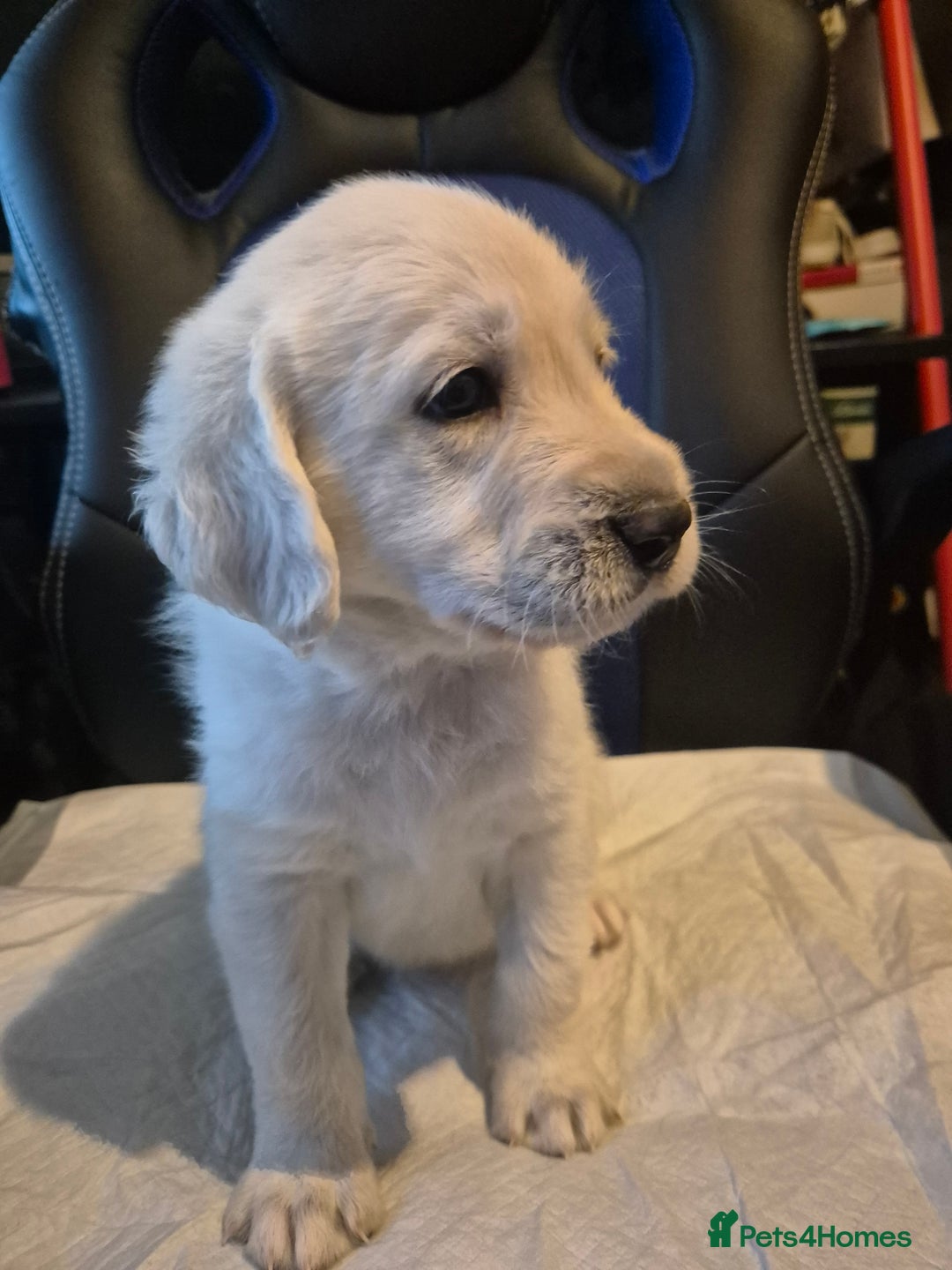 Mixed Breed dogs for sale: Stunning Litter of Labradoodle x Pyrenees - Advert 9