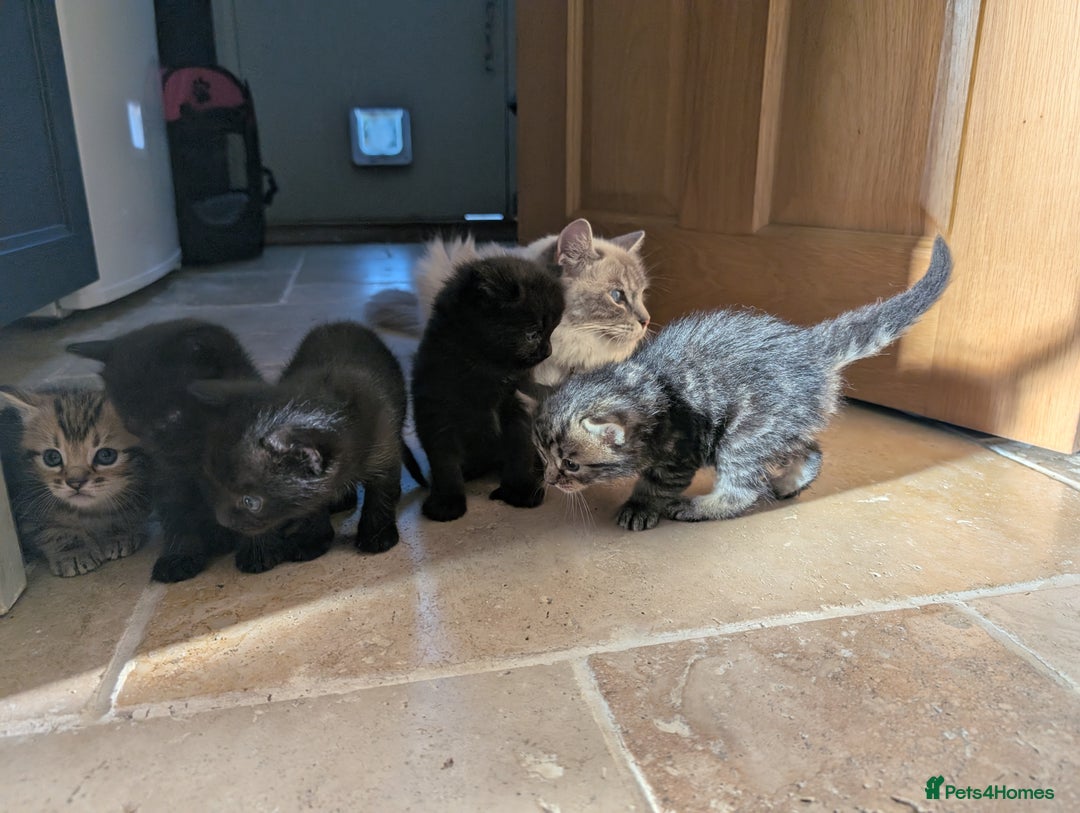 Ragdoll cats for sale: Tabby or black Ragdoll x kittens - Image 6