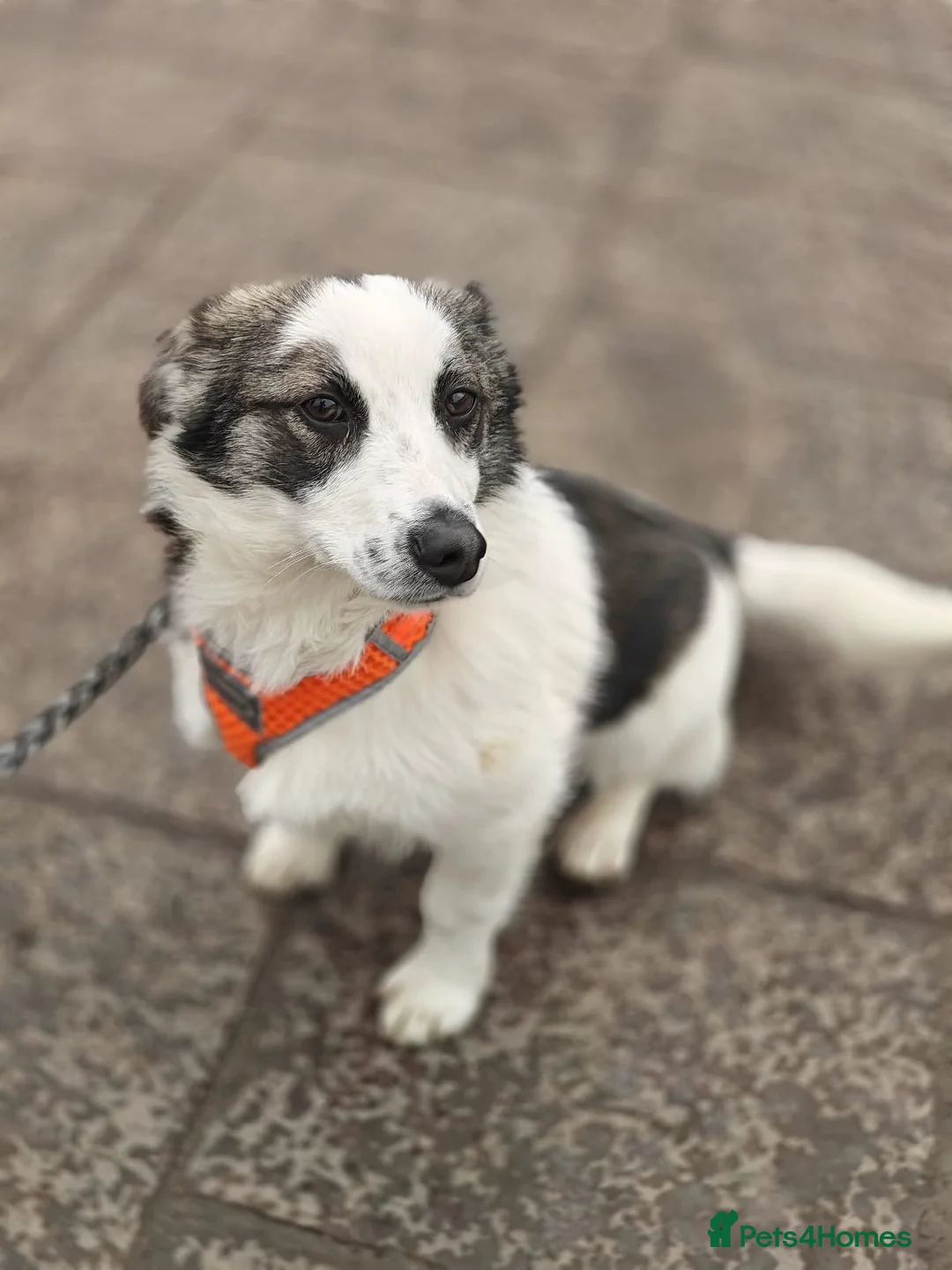 Mixed Breed dogs for adoption: 💙🐶 BOLIK – HE JUMPS INTO YOUR ARMS in Burton-on-Trent - Advert 2