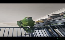 Parrots birds for sale: Yelow nape amazon - Image 26