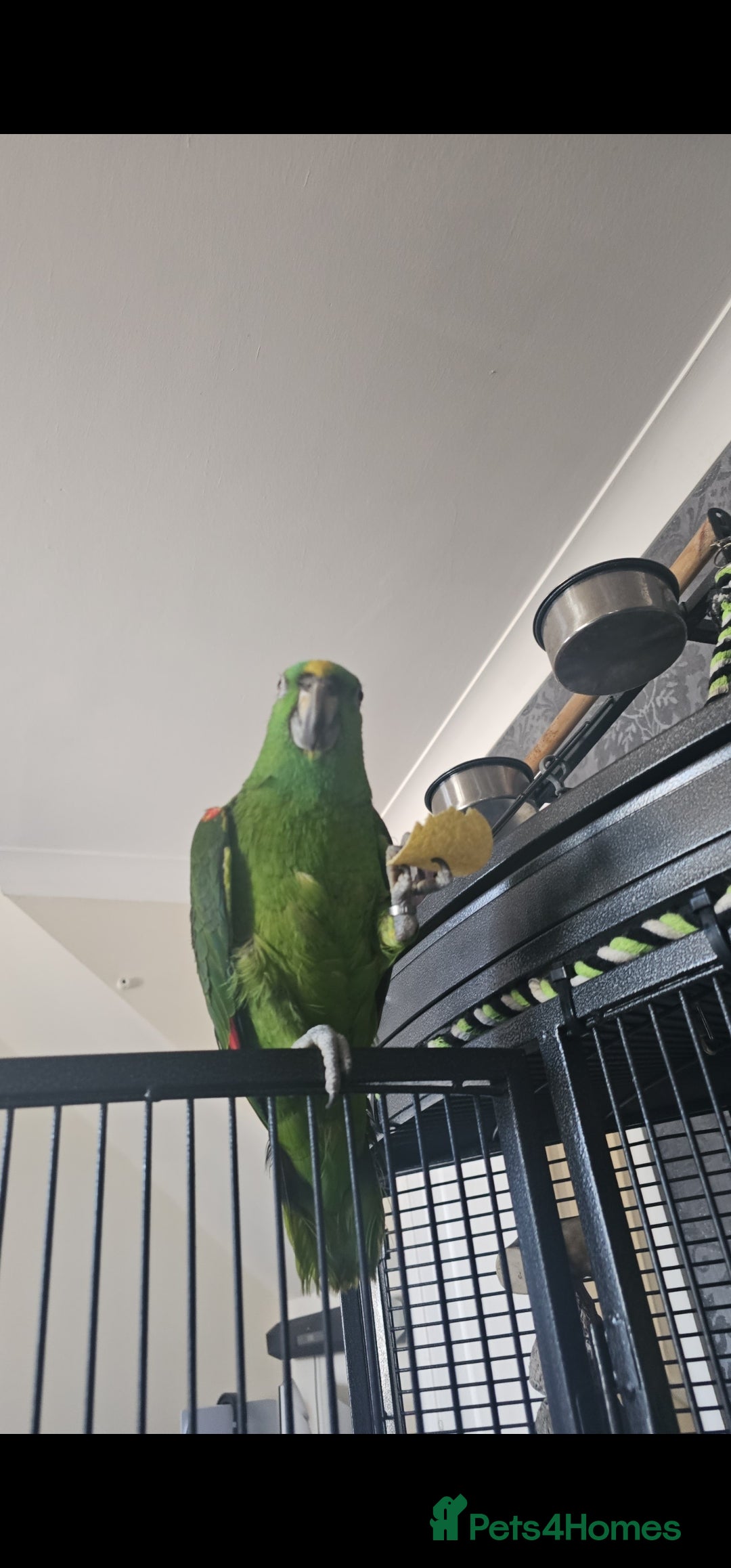 Parrots birds for sale: Yelow nape amazon - Image 26