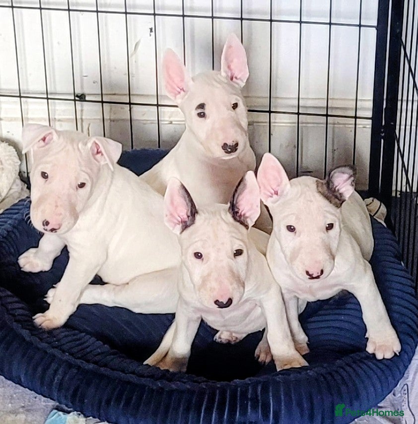 English Bull Terrier dogs BEAUTIFUL English BULL TERRIER PUPS  - Advert 14
