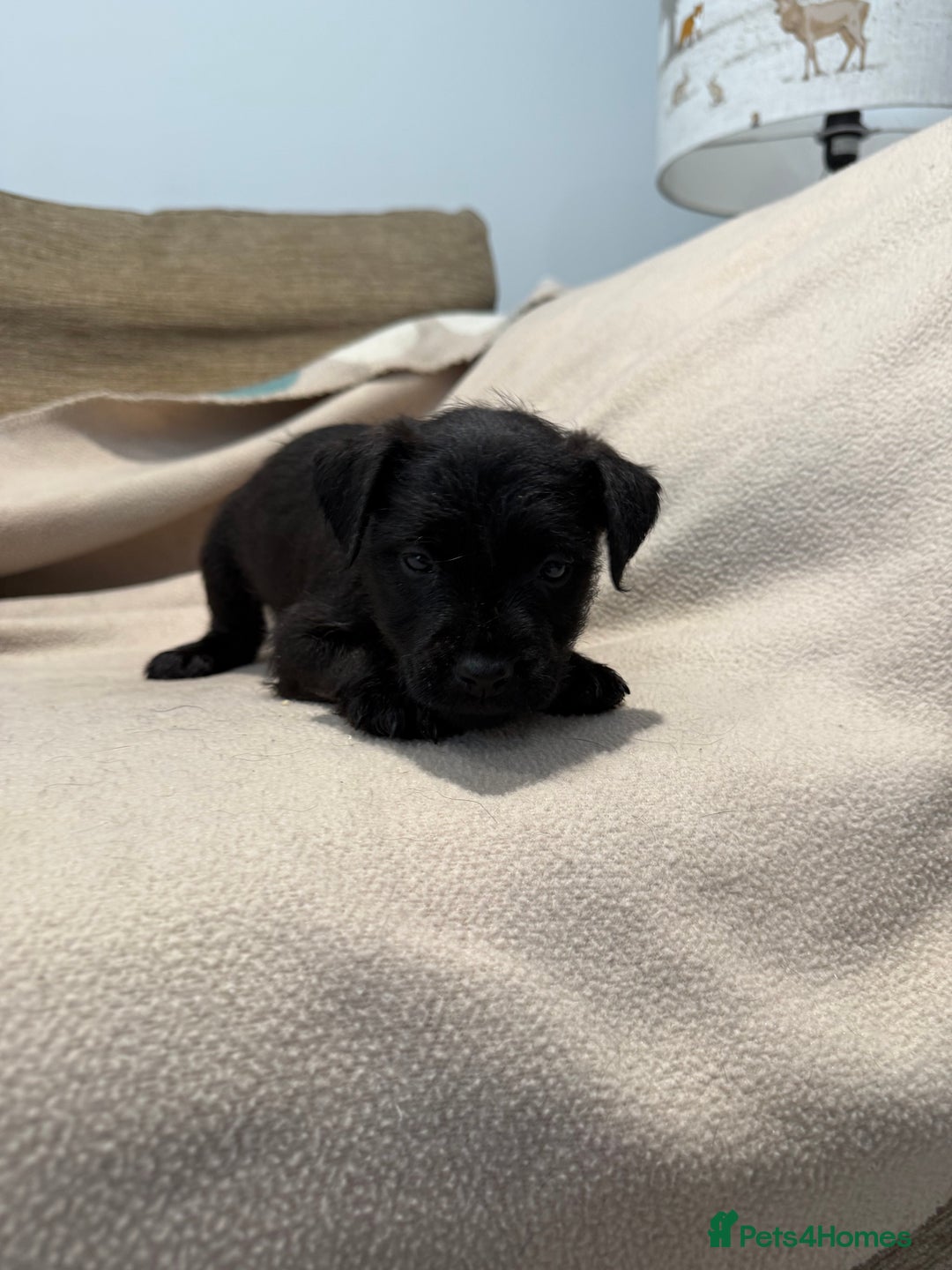 Patterdale Terrier dogs for sale: Patterdale puppies looking for forever homes  - Advert 10