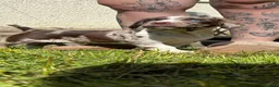Cockerdor dogs for sale: F1b cockerdors - Advert 11