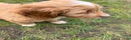 Mixed Breed dogs for sale: Australian doubledoodles  - Advert 12