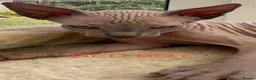 Sphynx cats for sale: Beautiful Sphynx Kittens Looking for Loving Homes in Warminster - Advert 2