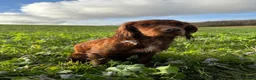 Cocker Spaniel dogs for stud: Dark red KC registered working cocker stud.  - Advert 8