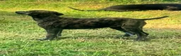 Lurcher dogs for sale: First cross saluki greyhounds  - Advert 13