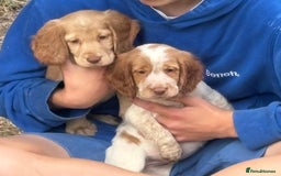 Cocker Spaniel dogs for sale: REDUCED TO FIND THE BEST HOME £750 - Image 1