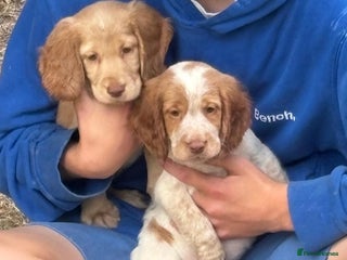 Cocker Spaniel dogs - Advert 21