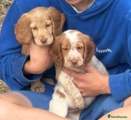 Cocker Spaniel dogs - Advert 11