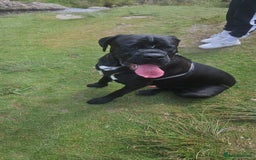 Cane Corso dogs for stud: Unique * champion breed * cane corso  - Image 8