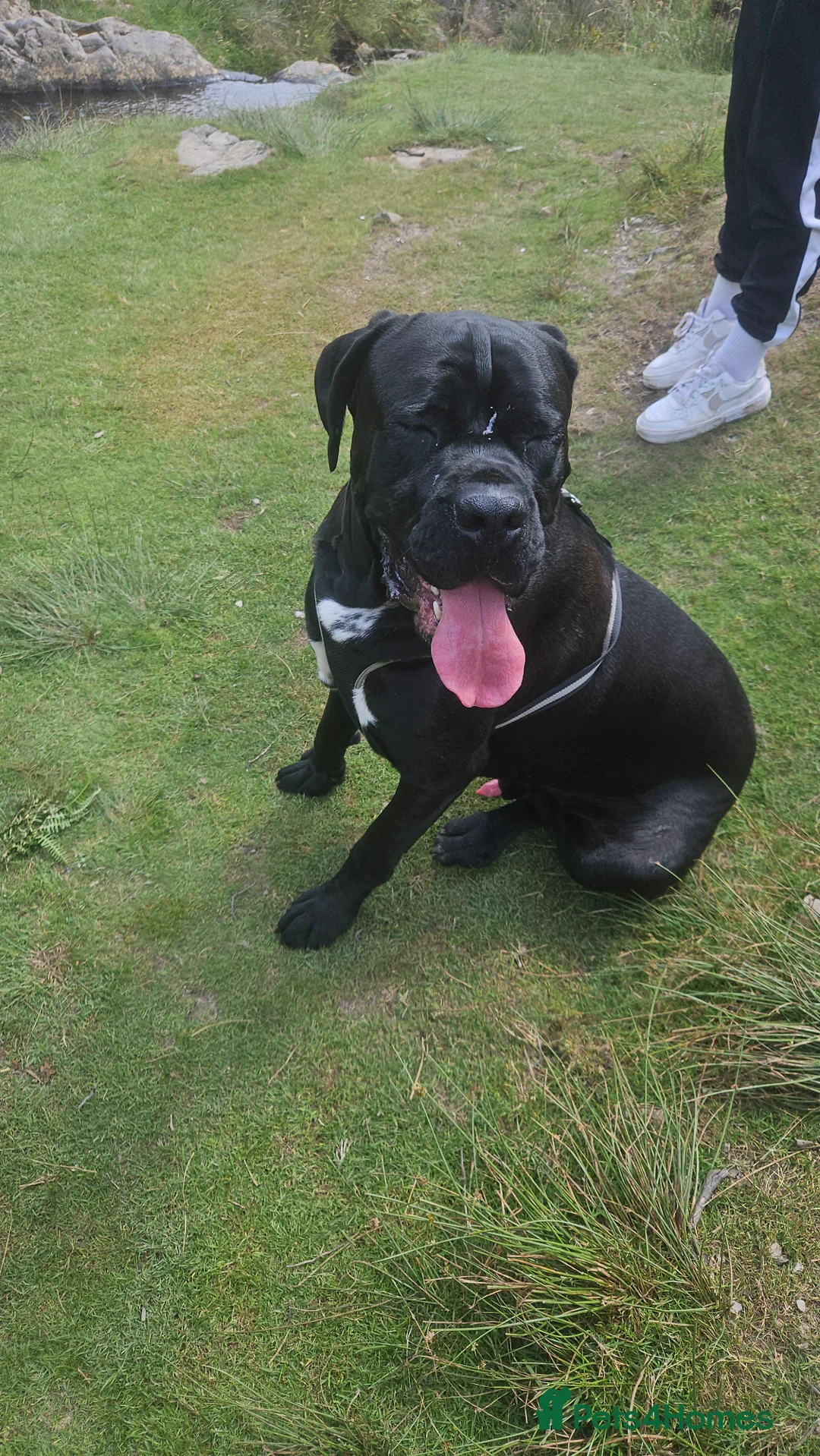 Cane Corso dogs for stud: Unique * champion breed * cane corso  - Advert 8