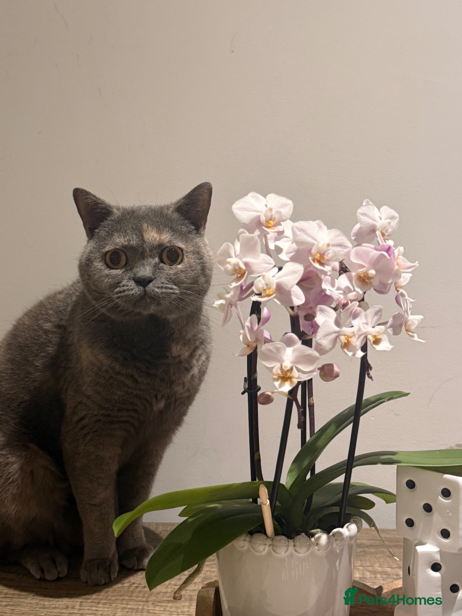 British Shorthair cats Purebred British Shorthair – Fully Vaccinated - Advert 1