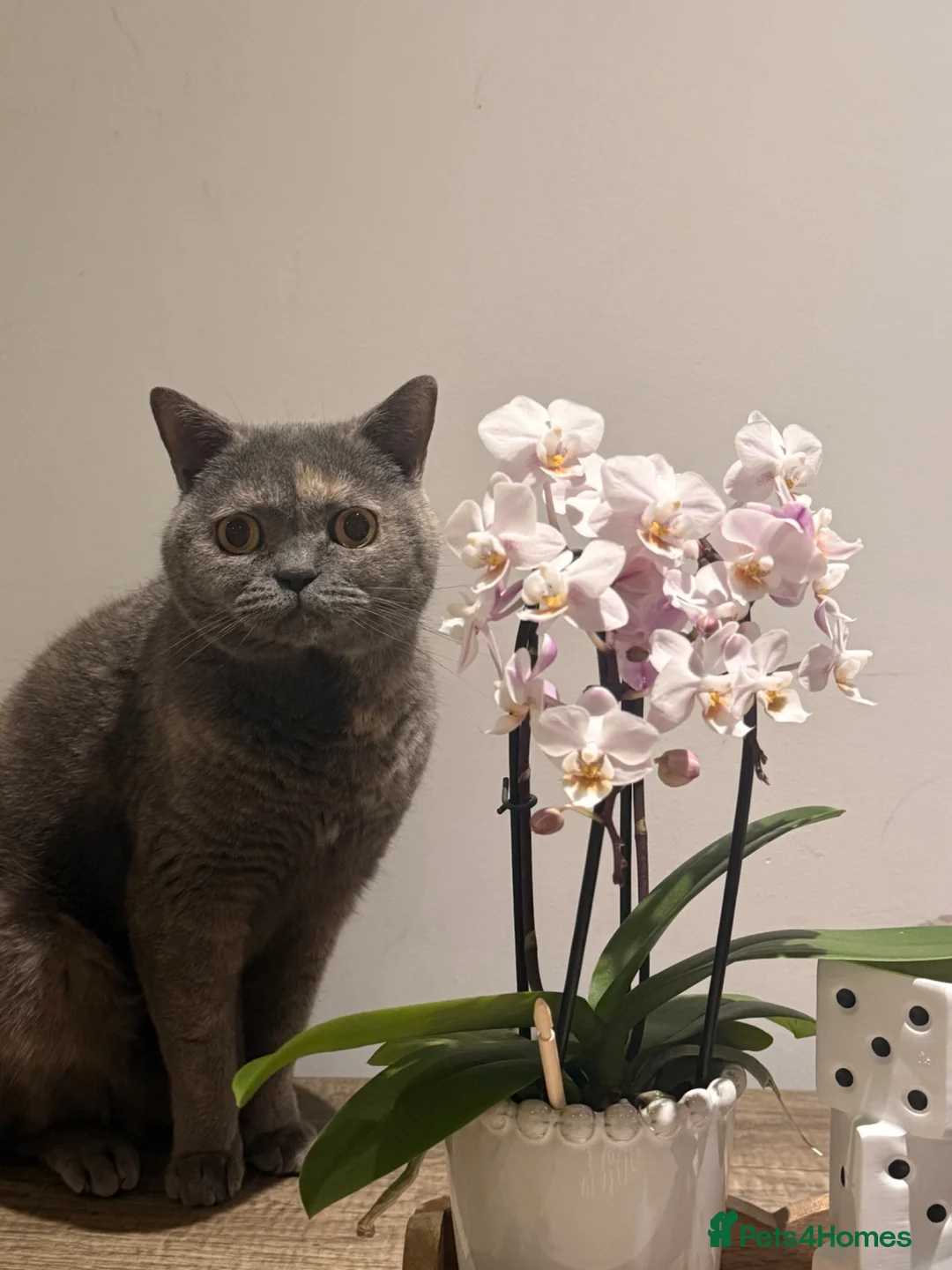 British Shorthair cats for sale: Purebred British Shorthair – Fully Vaccinated - Advert 1