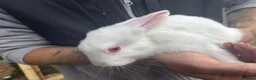 Rex rabbits for sale: Beautiful albino Rex  - Advert 17