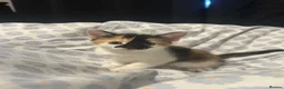 Domestic Shorthair cats for sale: FREE!! 6 playful kittens looking for homes!!  - Advert 2