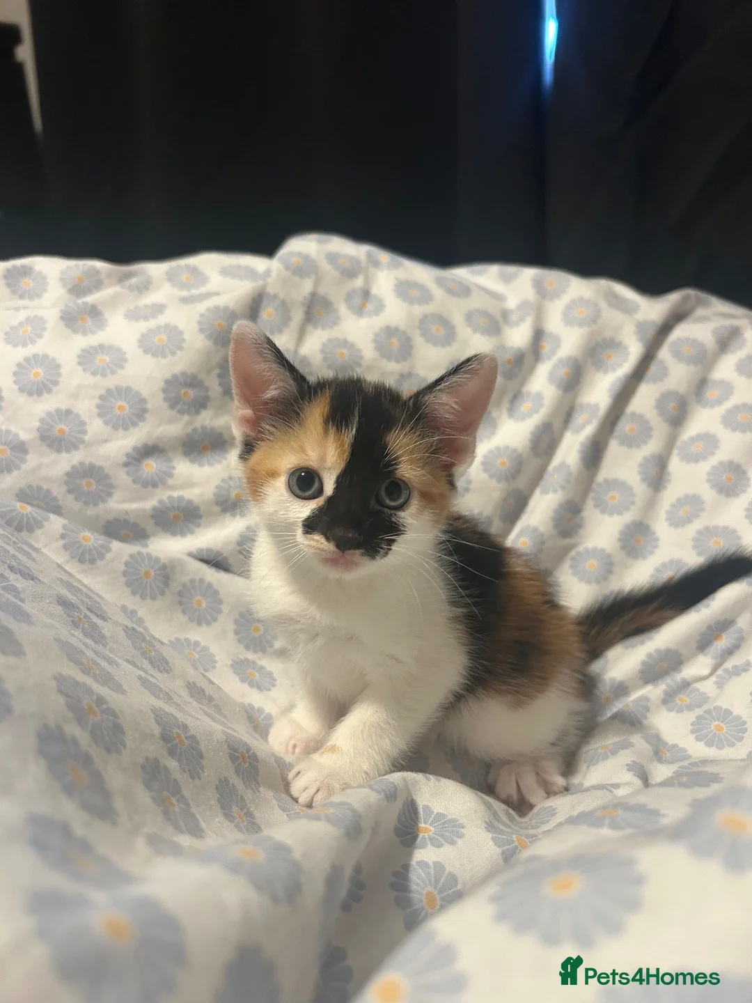 Domestic Shorthair cats for sale: FREE!! 6 playful kittens looking for homes!!  - Advert 2