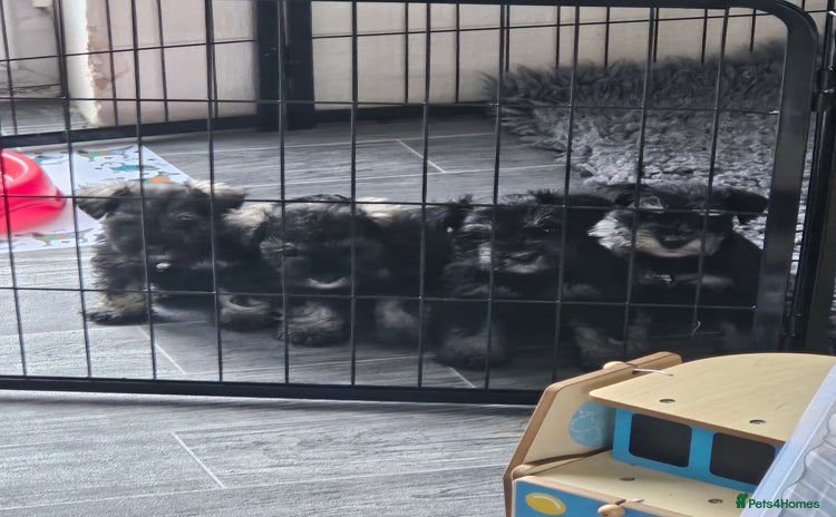 Miniature Schnauzer dogs - Advert 7