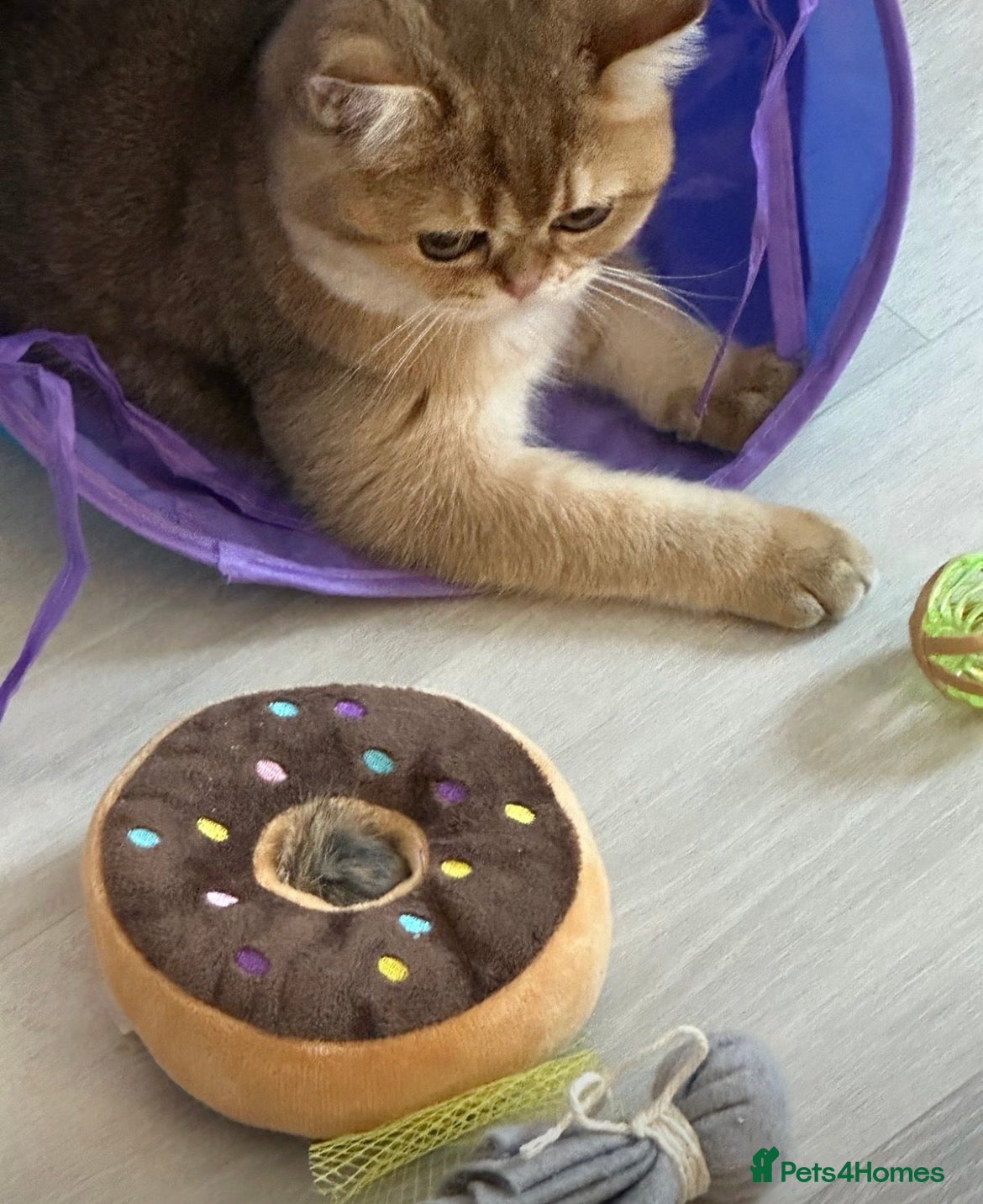 Scottish Fold cats Beautiful Gold Girl Looking for a New Home - Advert 1