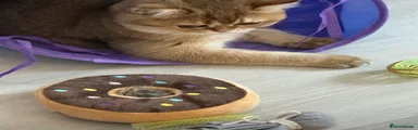 Scottish Fold 2
