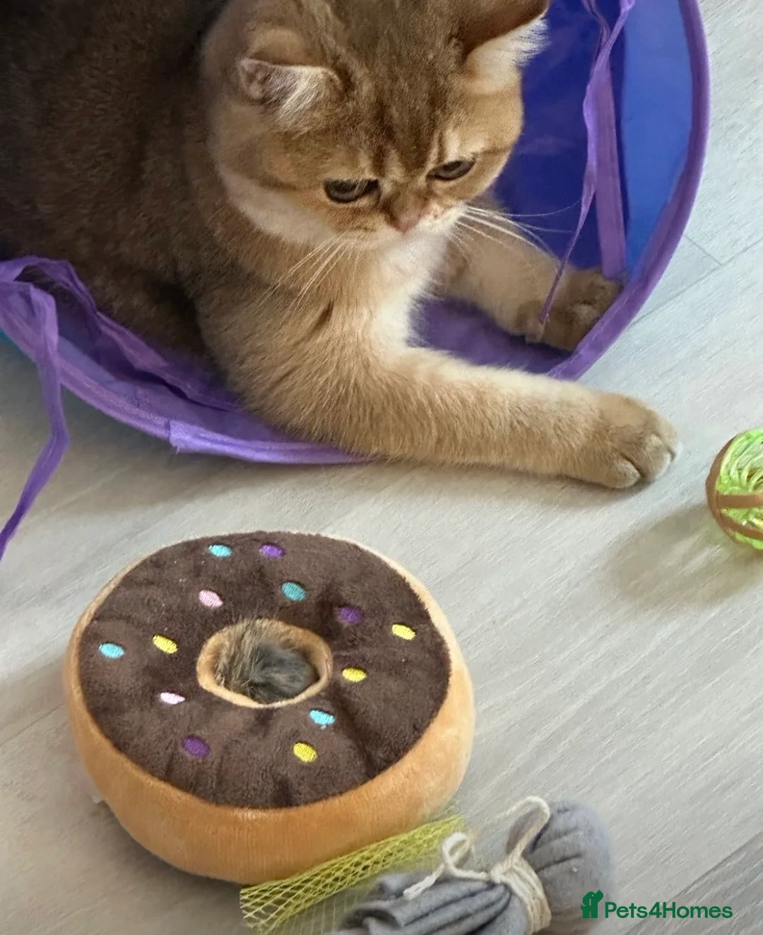 Scottish Fold cats for sale: Beautiful Gold Girl Looking for a New Home - Advert 1