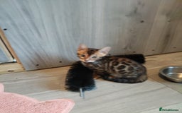 Bengal cats for sale: Pedigree Bengal Kittens  - Image 9