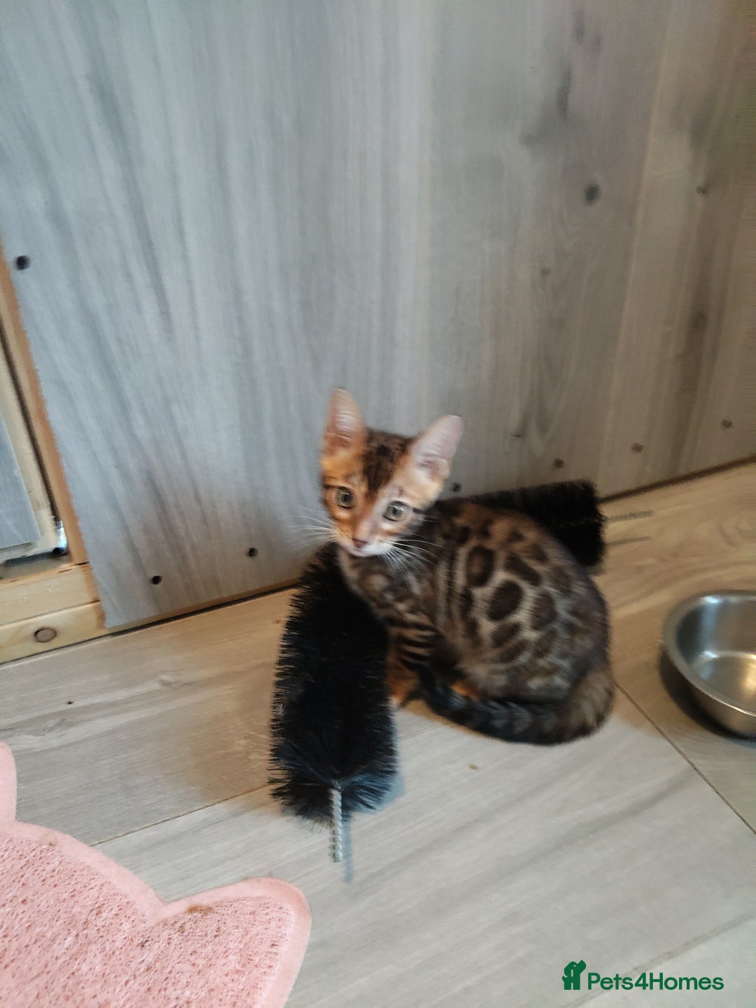 Bengal cats for sale: Pedigree Bengal Kittens  - Image 9