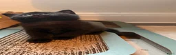 British Shorthair cats for sale: British shorthair Kittens - Advert 3