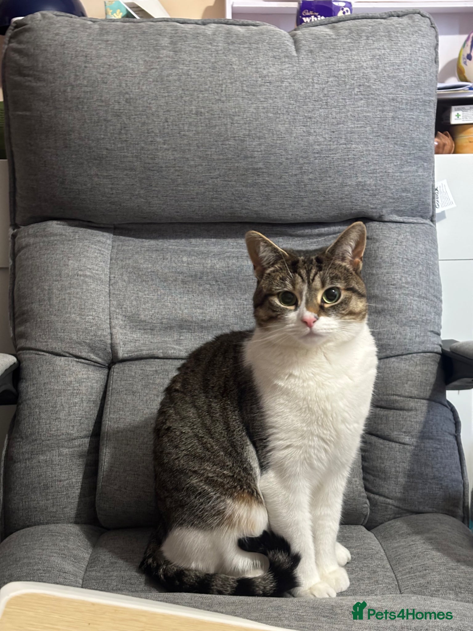 Mixed Breed cats SEX - now that I have ur attention, here’s Milton  - Advert 1