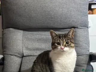 Mixed Breed cats SEX - now that I have ur attention, here’s Milton - Advert 1