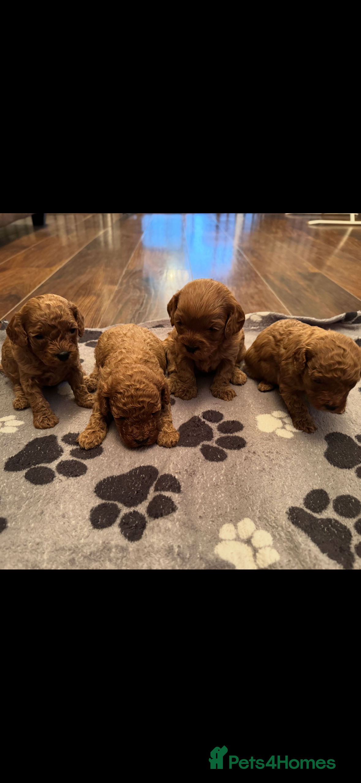 Cavapoo dogs F1 b beautiful Cavapoos  - Advert 9