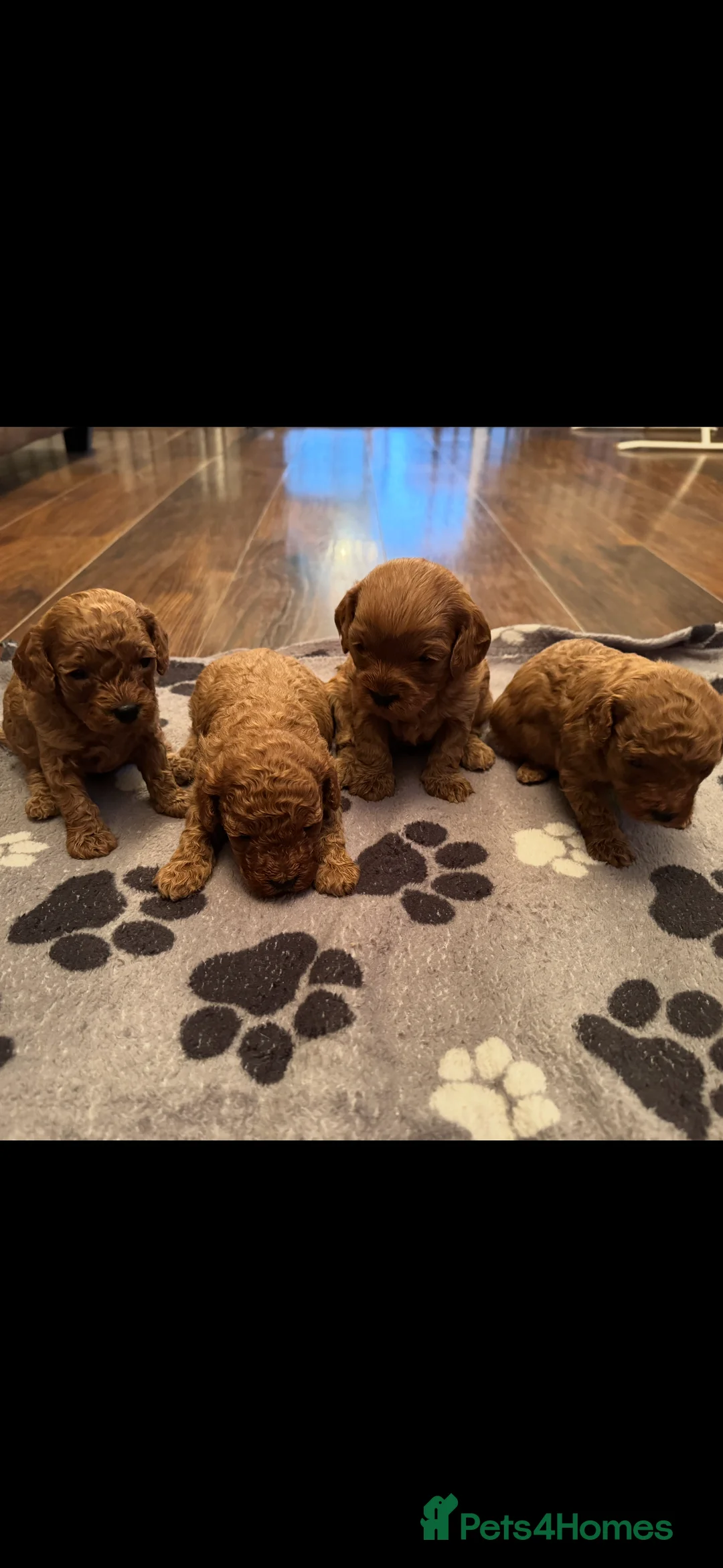 Cavapoo dogs for sale: F1 b beautiful Cavapoos  - Advert 1