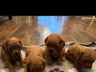 Cavapoo dogs F1 b beautiful Cavapoos - Advert 9