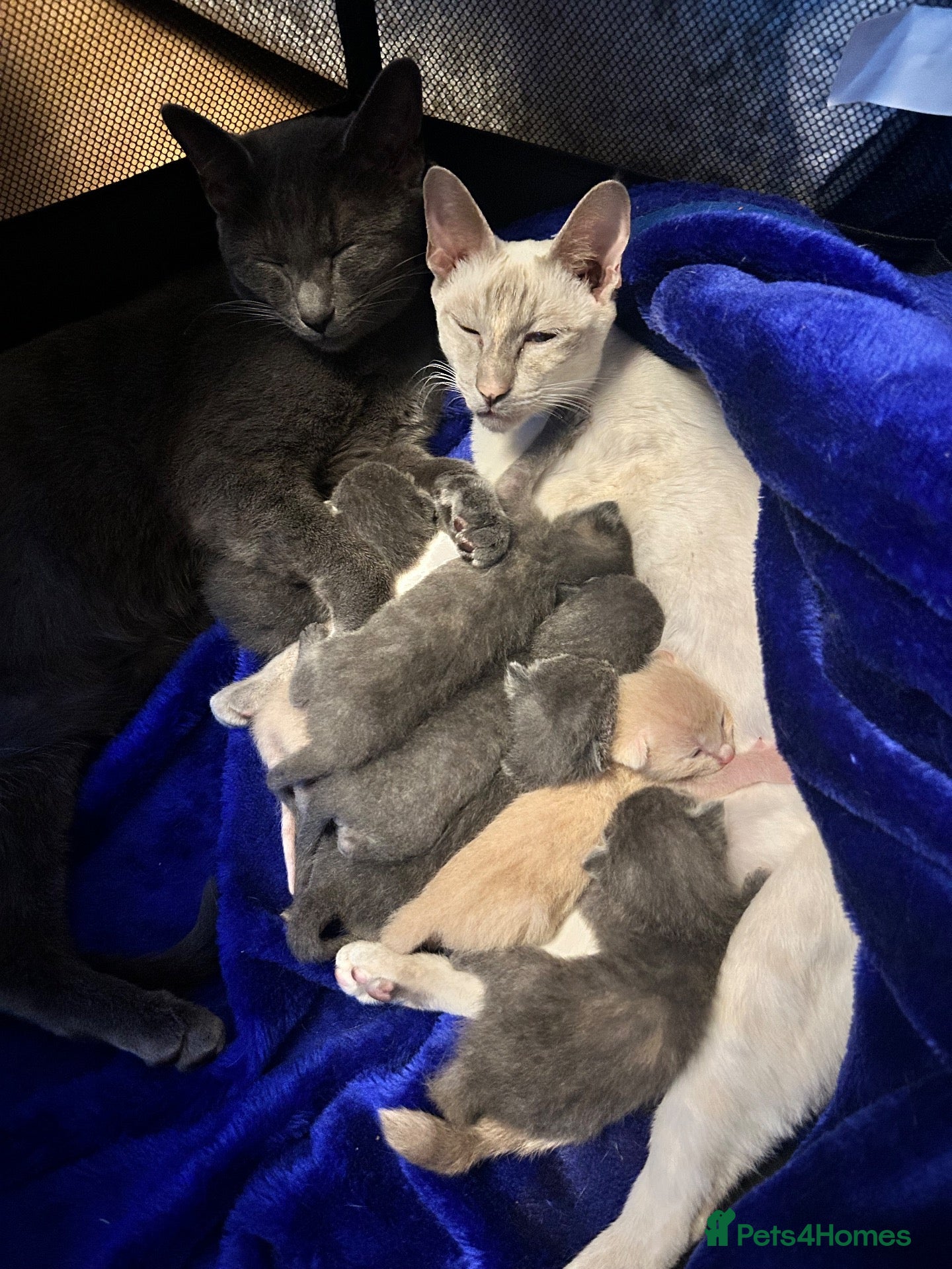 Siamese cats BSH X Lilac Point Siamese  - Advert 13