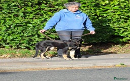 Mixed Breed dogs for adoption: Sweet Stella - reserved - Advert 20