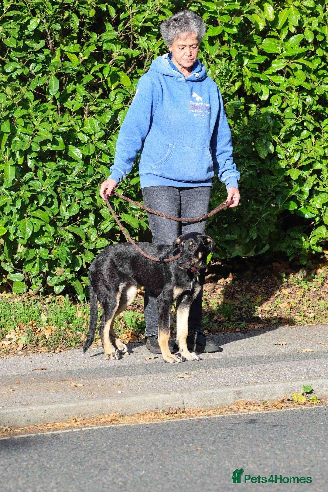 Mixed Breed dogs for adoption: Sweet Stella - reserved - Advert 20