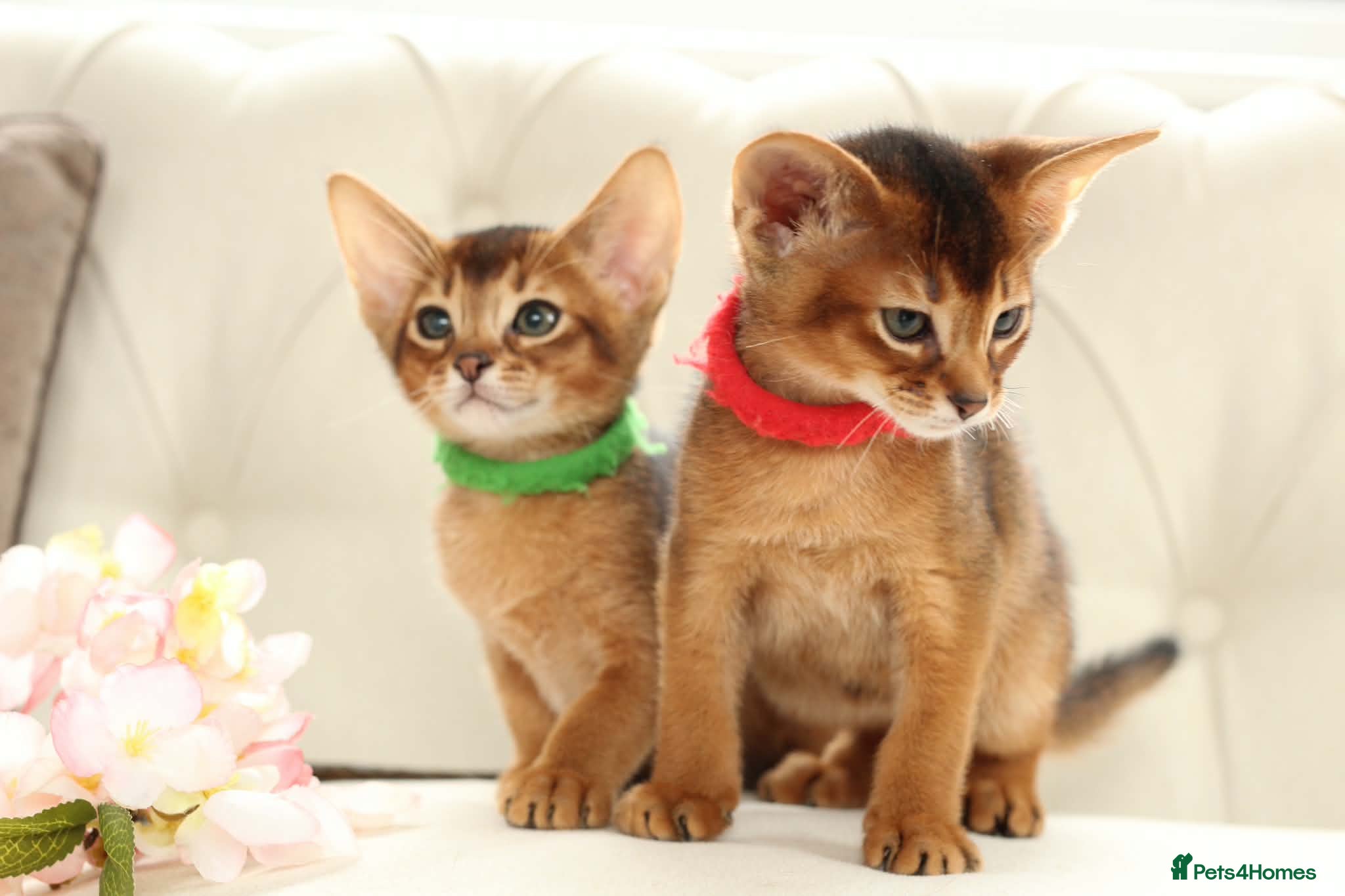 Abyssinian cats Pure breed Abyssinian kitten’s GCCF registered  - Advert 2