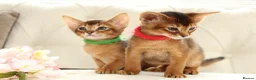 Abyssinian cats for sale: Pure breed Abyssinian kitten’s GCCF registered  - Advert 15