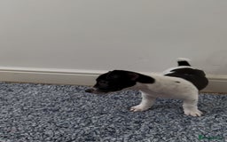 Jack Russell dogs for sale: 4 Currently Available: 2 Girls, 2 Boys - Image 3